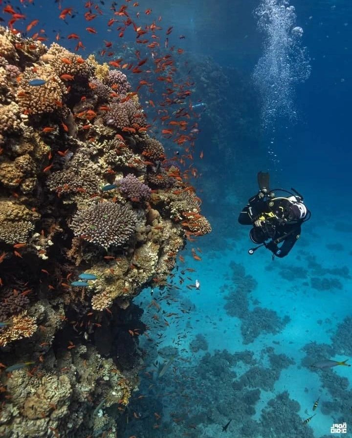 Snorkeling above a vibrant reef