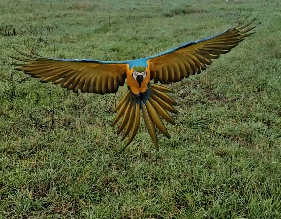 Rio the blue and gold macaw